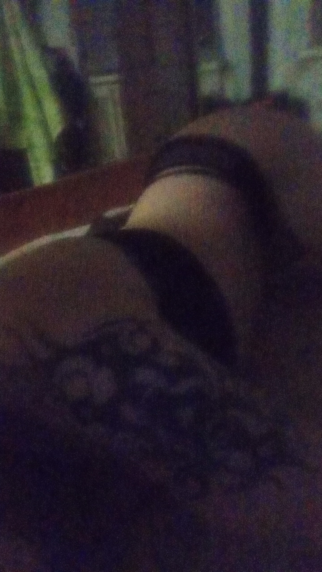 Александра : проститутки индивидуалки в Омске